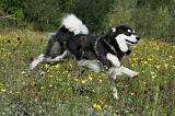 ALASKAN MALAMUTE 350